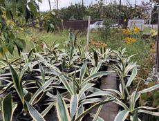 Продажа ландшафтных растений высокого качества  для сада и парка .