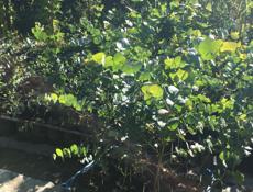 Серебристый эвкалипт