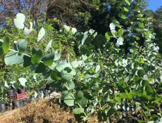 Серебристый эвкалипт