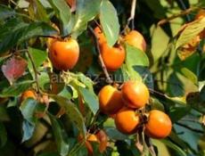 Хурма с дерева 