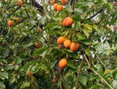 Хурма бычок