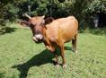 Продам корову