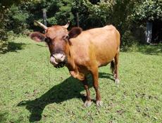 Продам корову