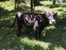 Продам Бычка