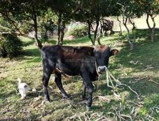 Продам Бычка