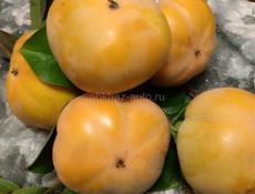 Хурма плоская