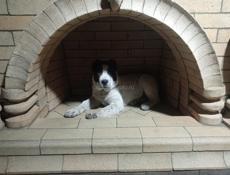 Камины и барбекю