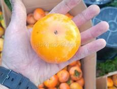 Хурма плоская 