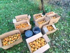 Хурма плоская