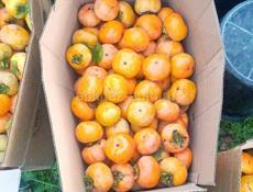 Хурма плоская