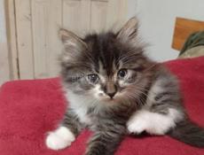 В добрые руки