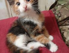 В добрые руки