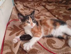 В добрые руки