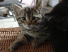 В добрые руки