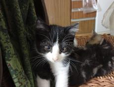 В добрые руки