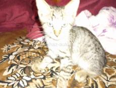 В добрые руки