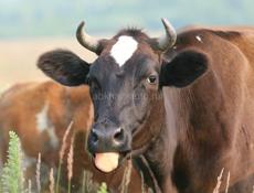 Продаётся корова  В ноябре должна отелиться 700000 р  Молоко жирное 