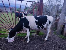 Корова 160 кг