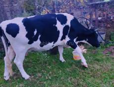 Корова 160 кг
