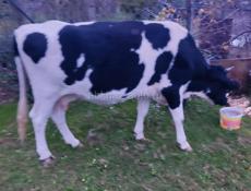 Корова 160 кг