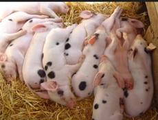 Поросята чищенные по 7-8 кг. 5 тысяч 