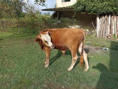 ПРАДЁТСЯ БЫЧОК