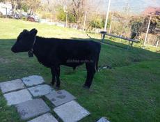 ПРАДЁТСА БЫЧОК