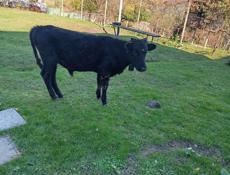  ПРАДЁТСА БЫЧОК 