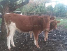 Продается годичная тёлка
