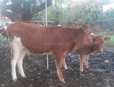 Продается годичная тёлка
