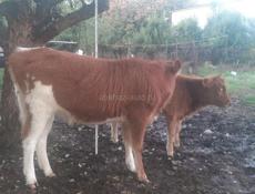 Продается годичная тёлка