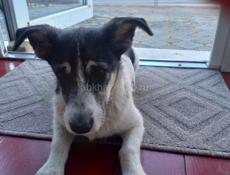 Мелкая и забавная дворняжка с функцией охраны дома. 