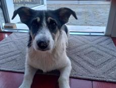 Мелкая и забавная дворняжка с функцией охраны дома. 