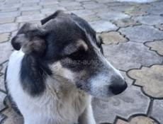 Мелкая и забавная дворняжка с функцией охраны дома. 