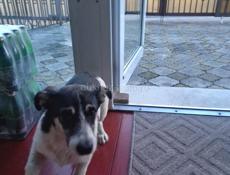 Мелкая и забавная дворняжка с функцией охраны дома. 