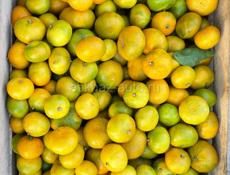 Собранные мандарины 