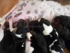 Русская Пегая Гончая