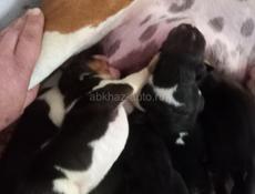 Русская Пегая Гончая