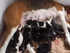 Русская Пегая Гончая