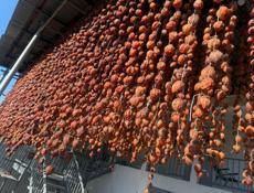 Вяленая хурма ( Сушка )