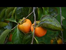 Куплю Хурму ( Бычье сердце ) 