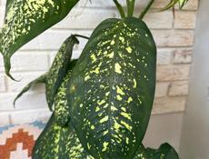 Цветок высокий диффенбахия