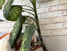 Цветок высокий диффенбахия