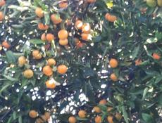 Продам мандарин 