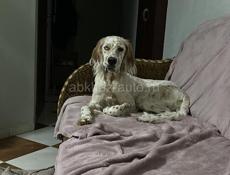 Пропала собака 