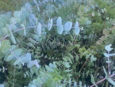 Саженцы Эвкалипта