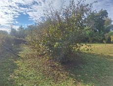 чистка ореха