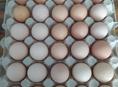 Инкубационное яйцо крупных пород кур , продаю