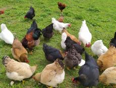 Инкубационное яйцо крупных пород кур , продаю