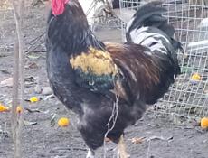 Инкубационное яйцо крупных пород кур , продаю